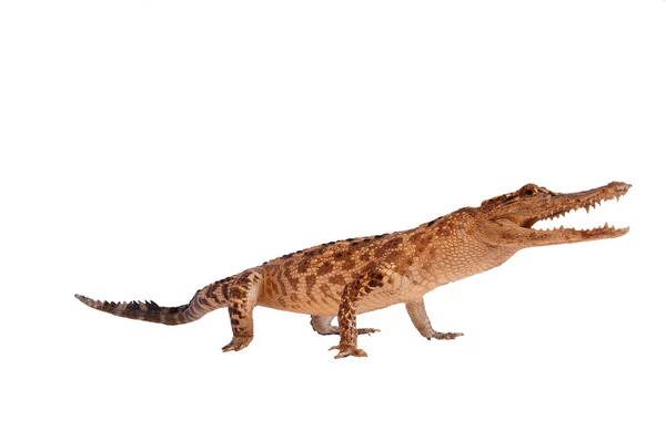 Crocodilo isolado sobre um fundo branco — Fotografia de Stock