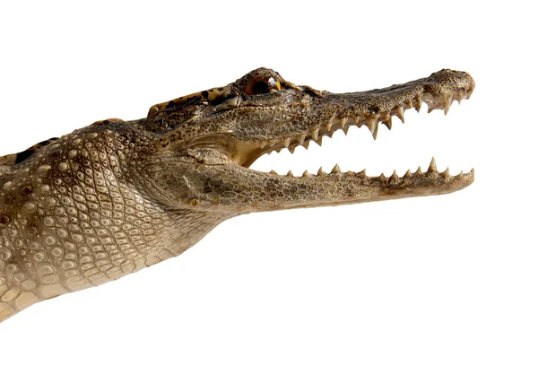 Crocodilo isolado sobre um fundo branco — Fotografia de Stock