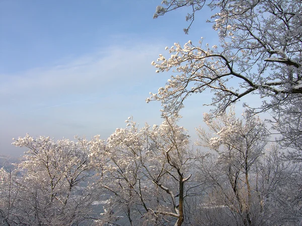Vinterbild av träd i frost — Stockfoto