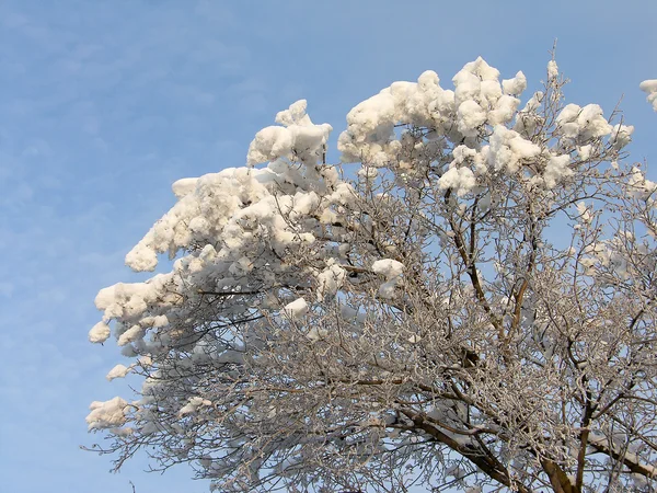 Image d'hiver des arbres dans le gel — Photo