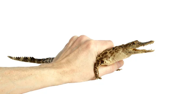 Аллигатор в руке человека — стоковое фото