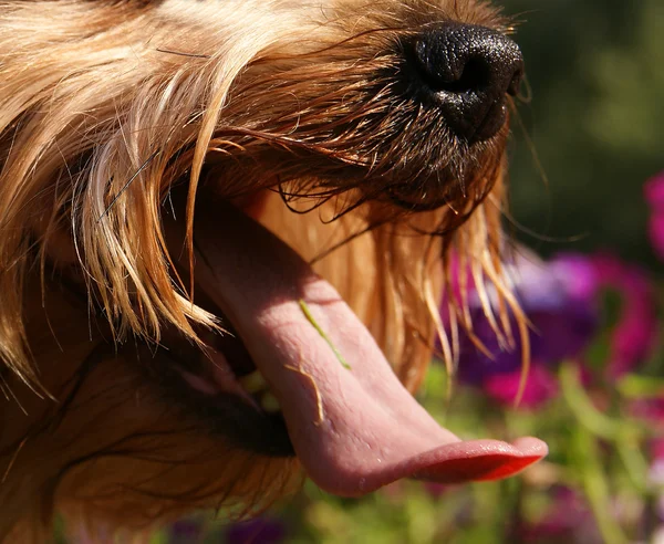 Stort billede våd næse og lang tunge hund - Stock-foto