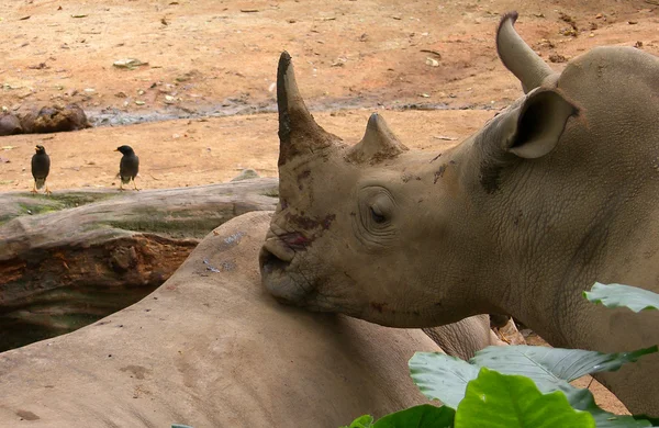 Носороги — стоковое фото