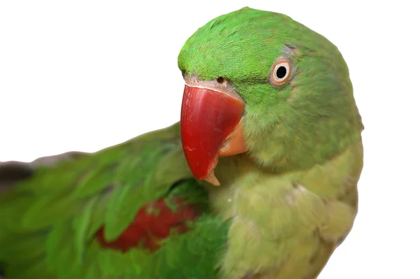 Büyük yeşil halkalı veya İskender papağanı — Stok fotoğraf