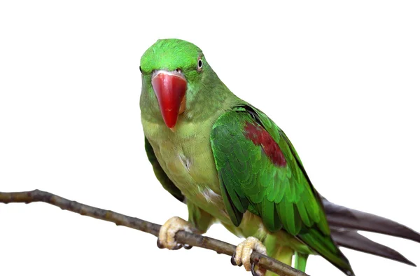 Nagy zöld gyűrűs vagy alexandrine papagáj — Stock Fotó