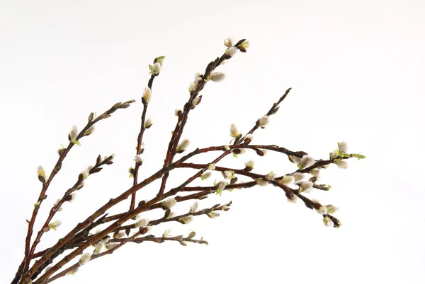 Image of spring pussy-willow with buds — Stock Photo, Image