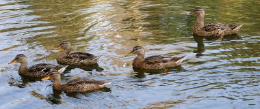 Flock of gray ducks clipart