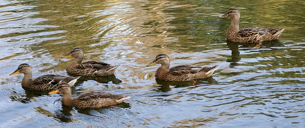 stock image Flock of gray ducks