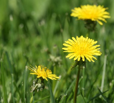 dandelions sarı bahar çiçekleri