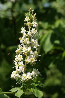 beyaz çiçekleri blooming