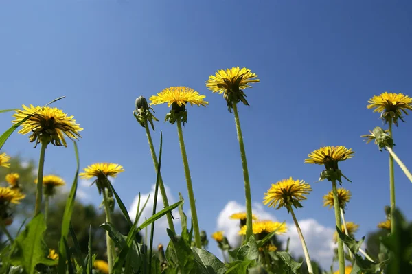 Fleurs jaunes printanières de pissenlits — Photo