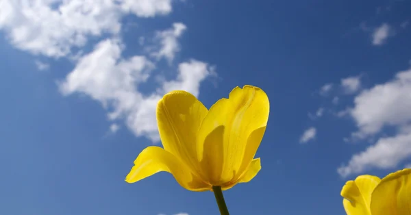 아름 다운 노란 튤립 — 스톡 사진