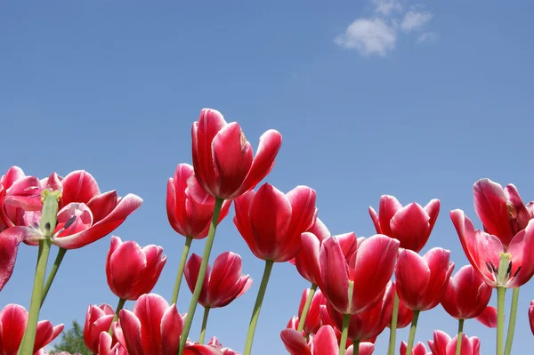 Tulipes rouges contre le ciel bleu — Photo