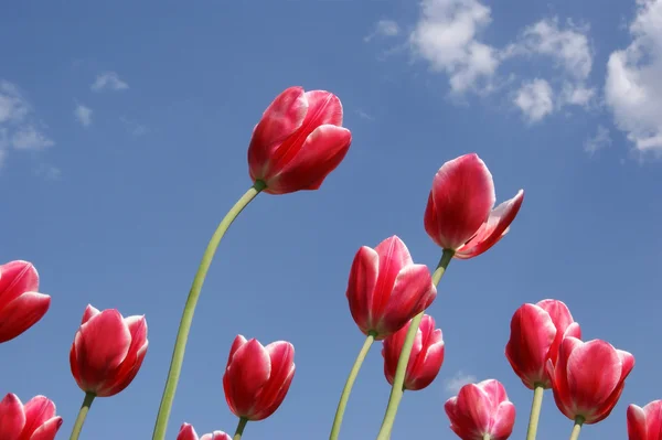 Tulipes rouges contre le ciel bleu — Photo