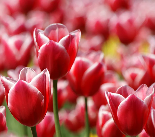 stock image Beautiful red tulips closeup