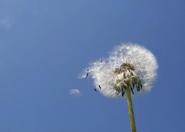 Diente de león blanco de cerca — Foto de Stock