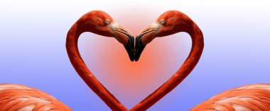 Large image red flamingos, isolated clipart