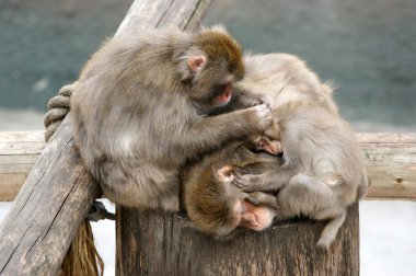 Japon makak (kar maymun)