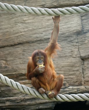 büyük korkunç orangutan