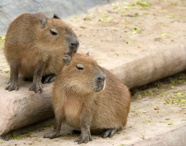 Avrupa beaver veya Avrasya kunduz