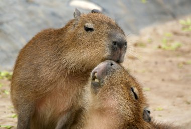 The European beaver or Eurasian beaver clipart