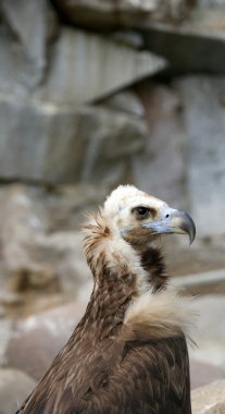 büyük görüntü griffin akbaba