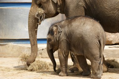 Mother elephant with her baby clipart