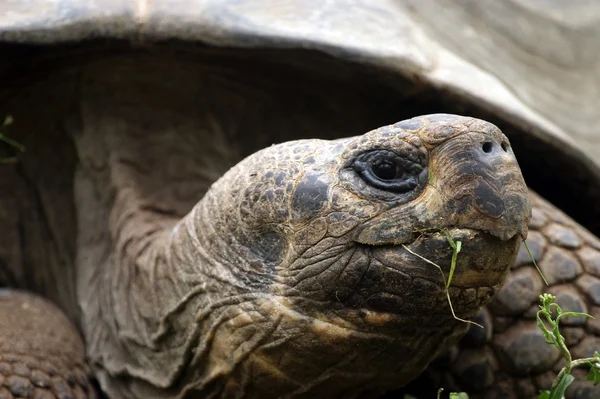 stock image Head of very big tortoise