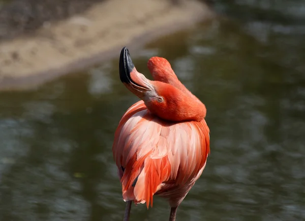 Großes Bild von roten Flamingos — Stockfoto