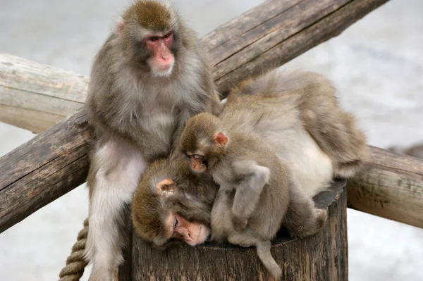 Japanska makaker (snö monkey) — Stockfoto