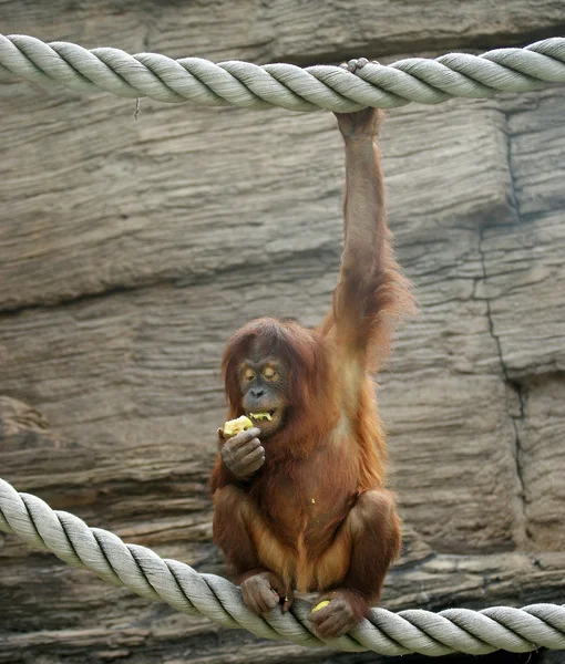 Wielki straszny orangutan — Zdjęcie stockowe