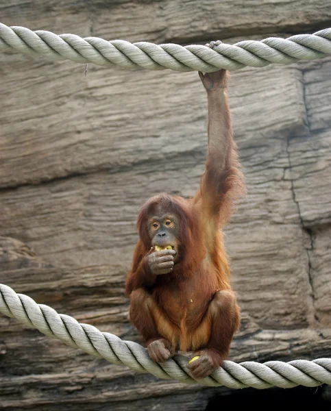 Grote verschrikkelijke orang-oetan — Stockfoto