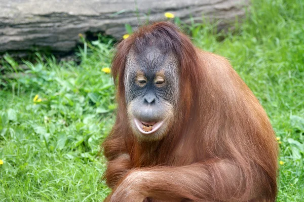Grande terrible orangután — Foto de Stock