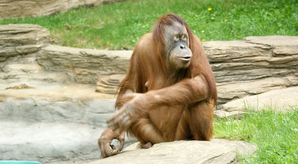 Großer schrecklicher Orang-Utan — Stockfoto