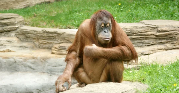 Büyük korkunç orangutan — Stok fotoğraf