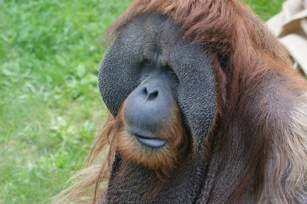 Grande orangotango terrível — Fotografia de Stock