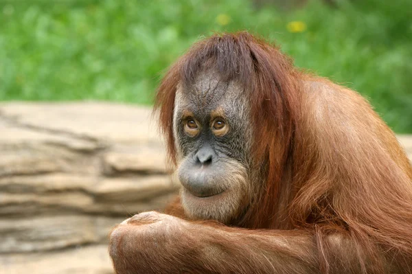 Stor, forferdelig orangutang – stockfoto