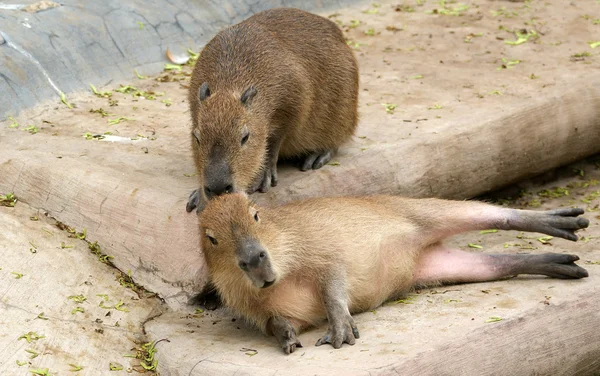 De bever of Euraziatische beaver — Stockfoto