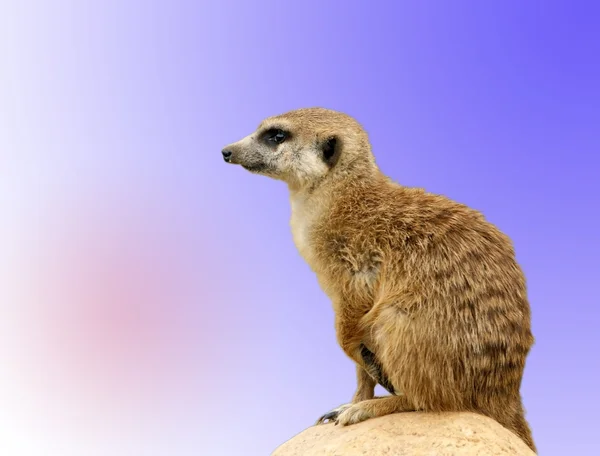 Meerkat lub suricate — Zdjęcie stockowe