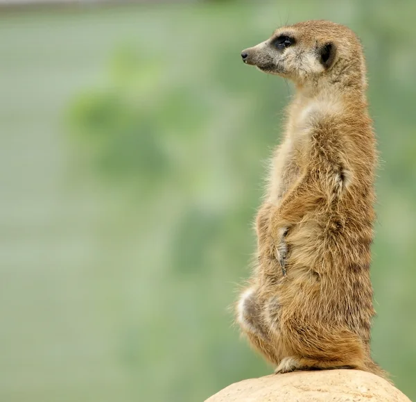 Meerkat 또는 suricate — 스톡 사진