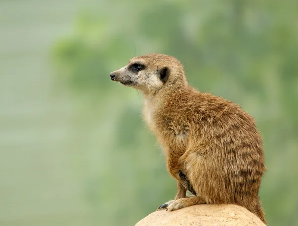 Meerkat ou Suricate — Photo