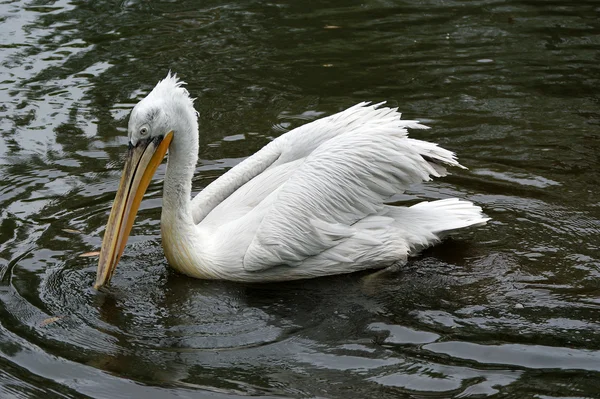 Big white pelican — Stock Photo, Image
