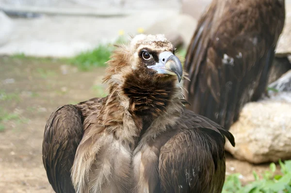 Large image Griffin Vulture — Stock Photo, Image