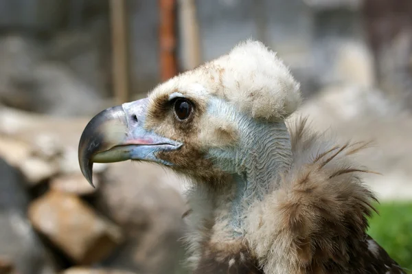 Большие изображения Griffin Vulture — стоковое фото
