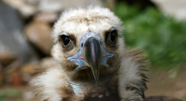 Большие изображения Griffin Vulture — стоковое фото