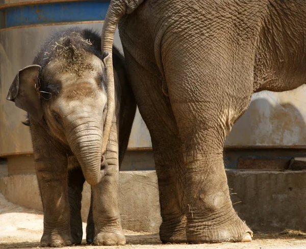 Mãe elefante com seu bebê — Fotografia de Stock
