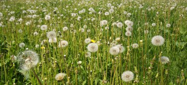 bir alanda çok sayıda beyaz dandelions