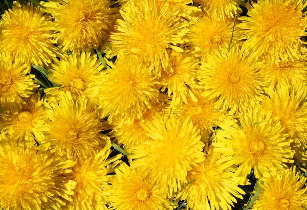 Background of the yellow dandelions — Stock Photo, Image