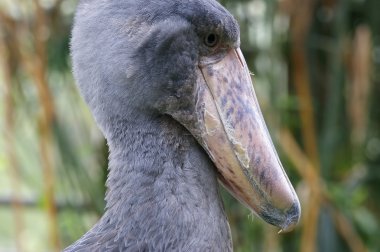 Afrika shoebill