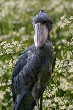 Afrika shoebill, balaeniceps rex